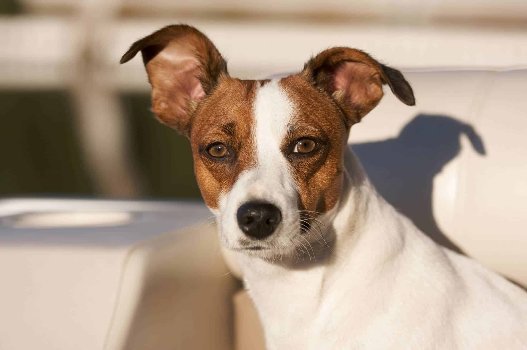 seguros de responsabilidad civil para perros. Imagen de un perro blanco y marrón